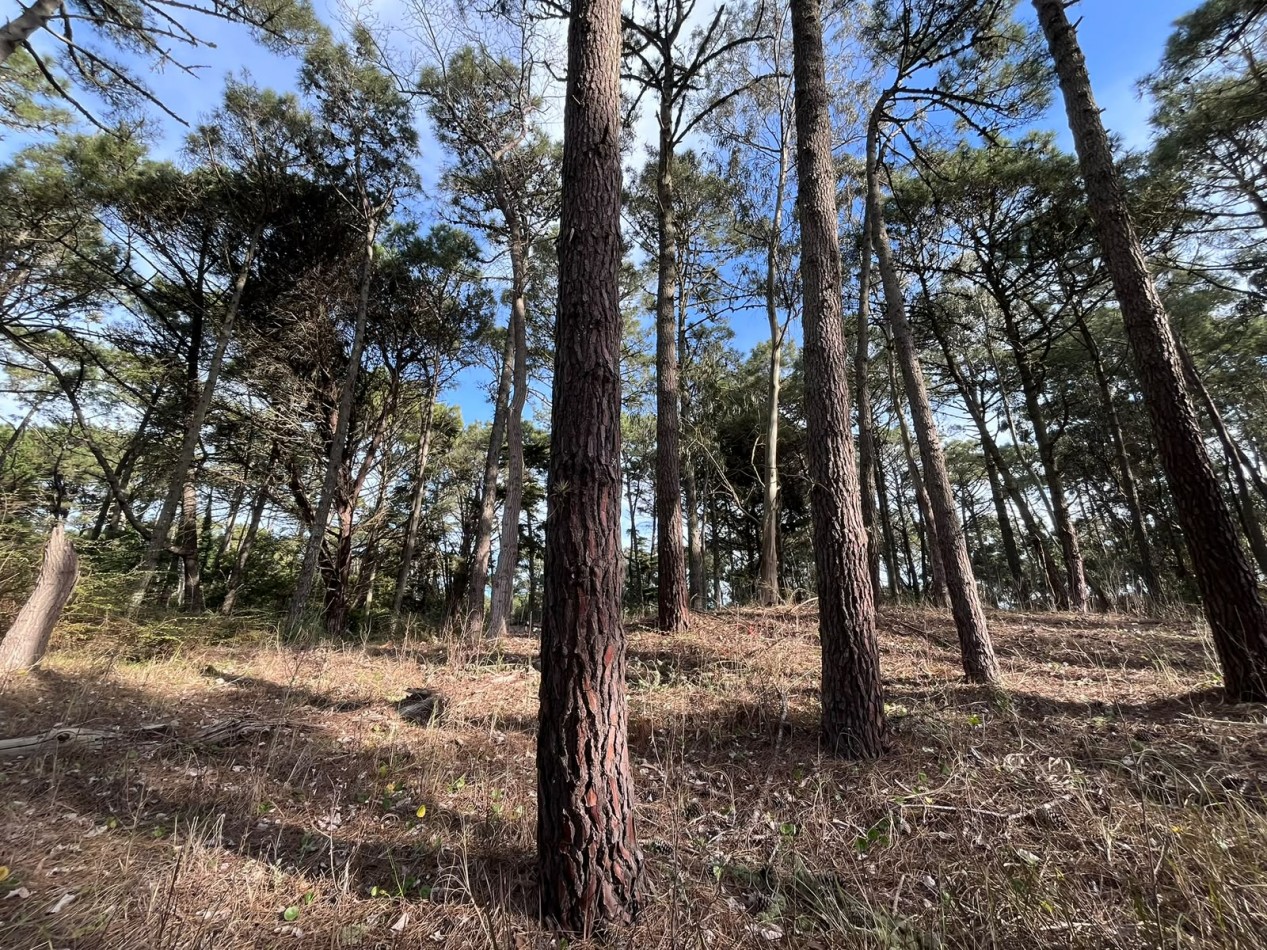 LOTE EN VENTA EN CARILO - BARRIO ZORZAL - 1.283 M²